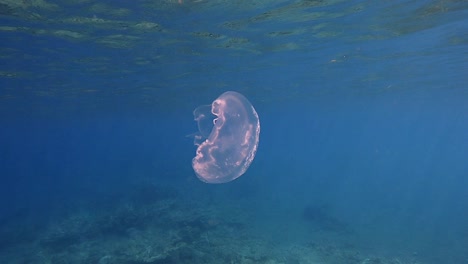 a beautiful moon jellyfish swimming underneath the waves of japan - underwater