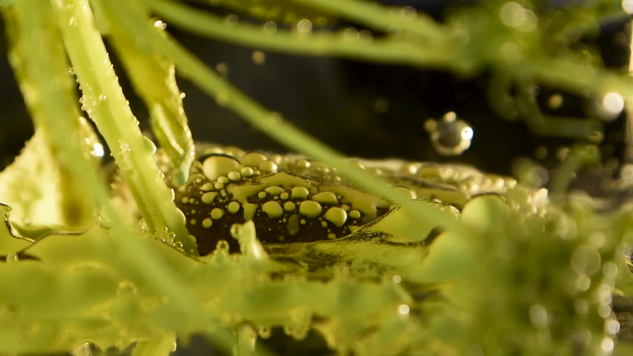 planta botánica alienígena con burbujas claras y movimiento de escombros 60fps