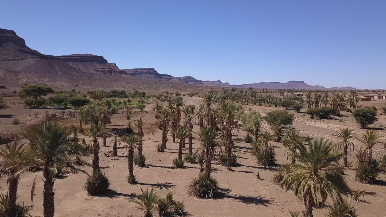 AEREO: Palme nel deserto del Sahara