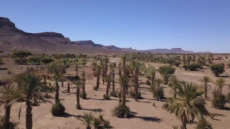 Antenne:-Palmen-In-Der-Sahara-Wüste