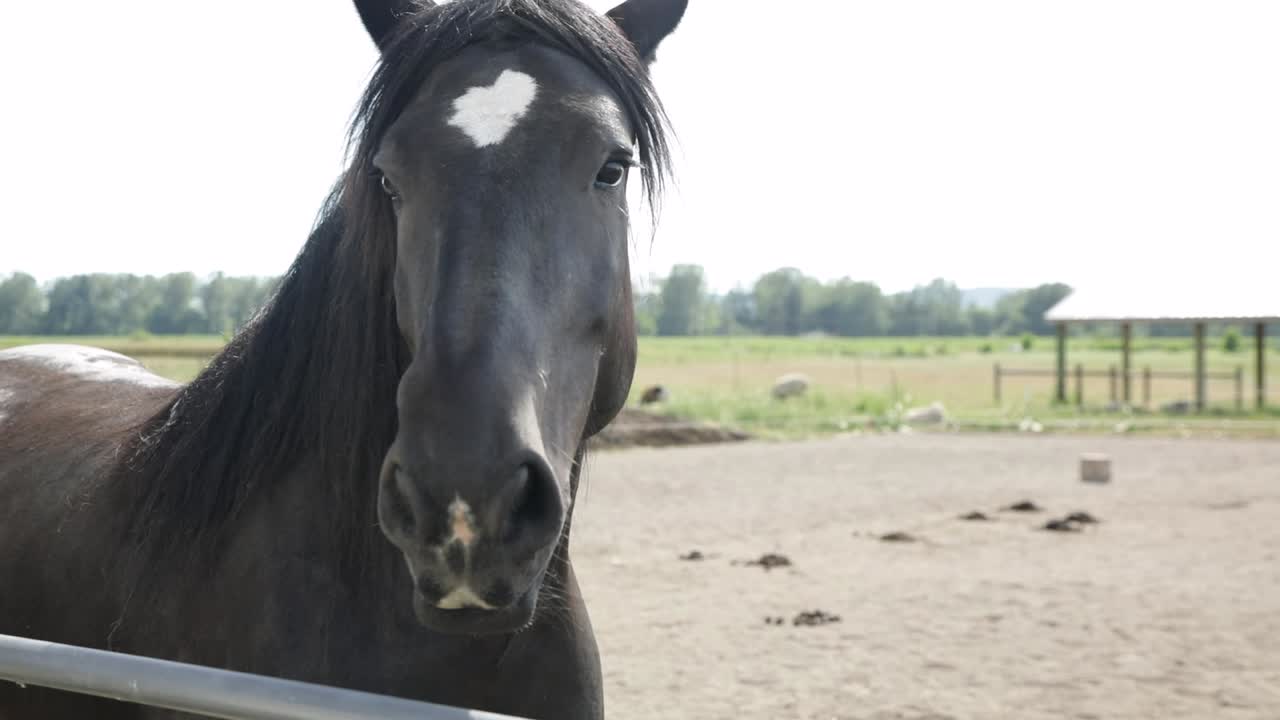 cerrar el retrato de un caballo negro con melena en el campo