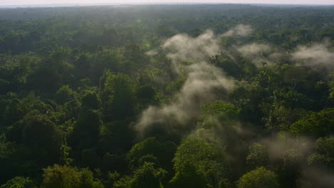 aerial view of misty rainforest canopy with sun rays