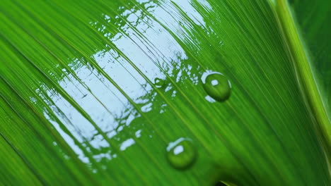 close-up of wet green leaves