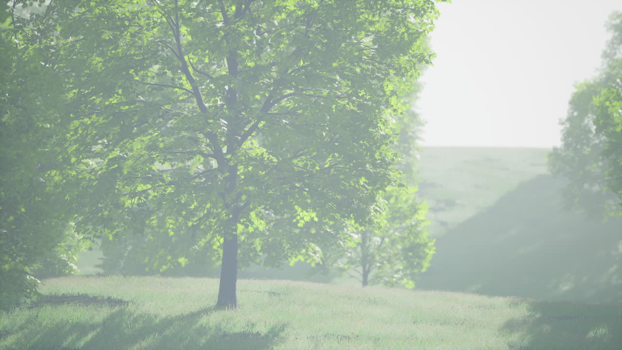 숲 속 에 있는 메이플 잎