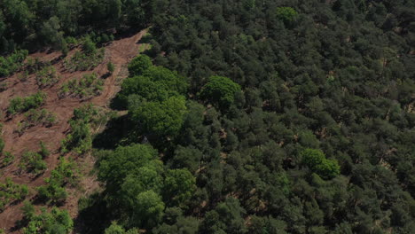 aerial shot flying over forest in summer