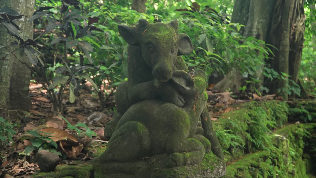 Ancient moss-covered statue of hooved animal deer or cow in Ubud Monkey Forest, Bali, surrounded by lush foliage in a serene jungle setting, slow orbit of statue and rocks