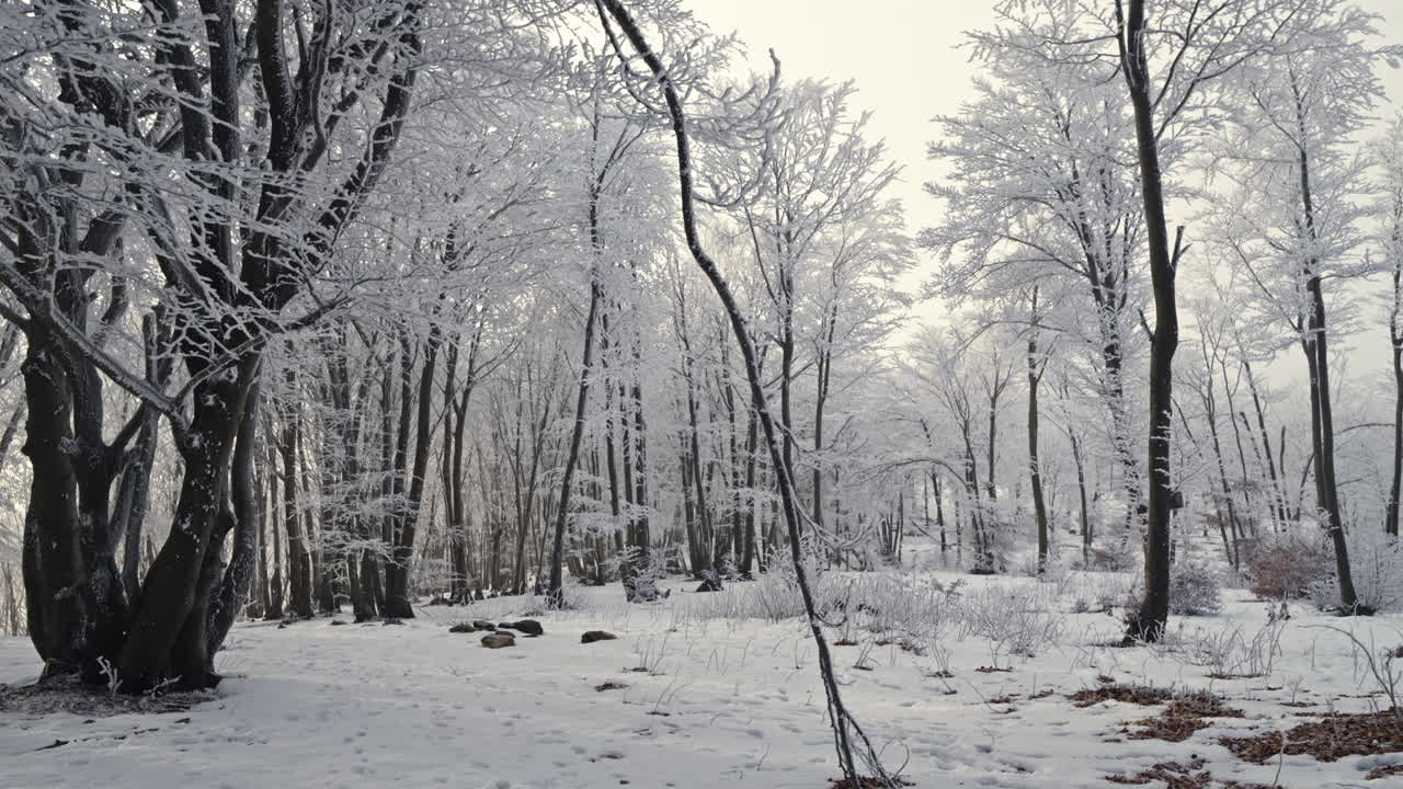 Snow-covered forest with icy branches on trees and a serene winter landscape
