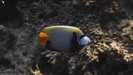 Beautiful colored Emperor Angelfish swimming in the sea in 4k