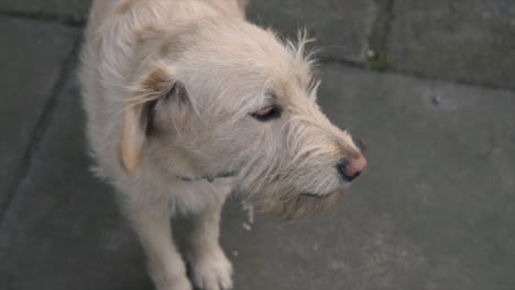 4k-Cámara-Lenta-Retrato-Amarillo-Pequeño-Perro