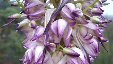 Una-Flor-De-Yuca-Del-Sur-De-California-En-Plena-Floración-Con-Llovizna-Matutina-Sobre-Los-Pétalos