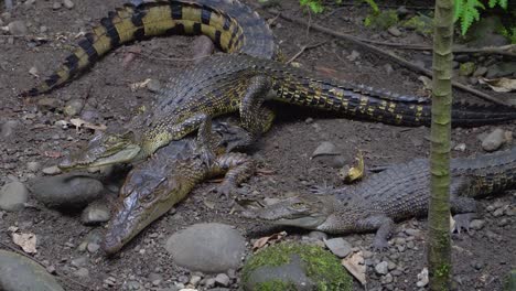 Tres-Cocodrilos-Juveniles-Tumbados-En-La-Orilla,-Cocodrilos-De-Agua-Dulce,-Papua-Nueva-Guinea