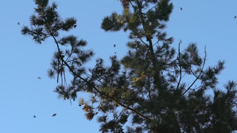 Mariposas-Monarca-Revoloteando-A-Través-De-Pinos-Nativos-En-Pacific-Grove,-California