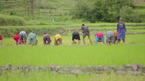 Joyful Indian woman in traditional attire planting rice in green field and smiling at camera, 4k video
