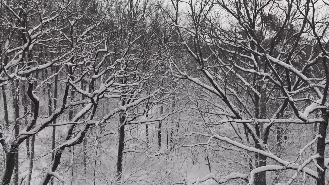 Veduta ravvicinata di rami di alberi spogli ricoperti di neve fresca in una tranquilla foresta invernale. L'intricata rete di tronchi scuri e neve bianca crea un sorprendente motivo naturale nel freddo paesaggio stagionale.