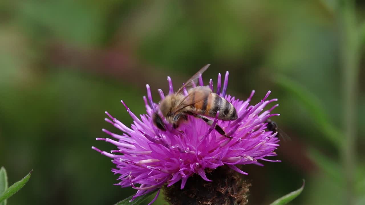 Una abeja en una flor morada.