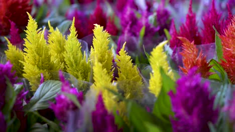 Hermosa-Celosia-Argentea-Plantada-En-Macetas-Y-Lista-Para-Ser-Vendida-En-Floricultura