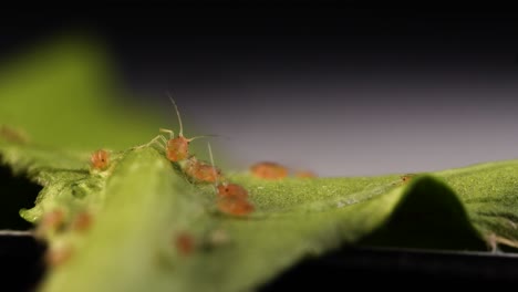 Tracking insolent aphid walking on leaf and pushing away other aphids standing in its way