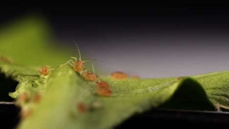 tracking insolent aphid walking on leaf and pushing away other aphids standing in its way