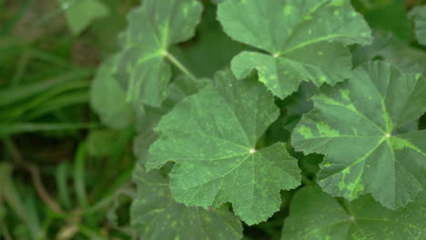 Close-up of some leaves and grass.