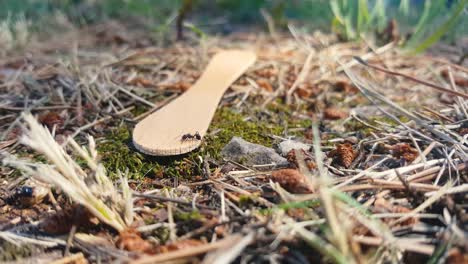 ants-carrying-twigs-and-straws-around-a-Popsicle-ice-cream-stick-on-a-mossy-ground