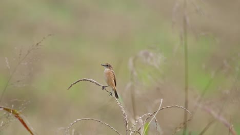 facing to the left wagging its tail as the camera zooms out revealing a windy grassland scenario, amur stonechat or stejneger's stonechat saxicola stejnegeri, thailand