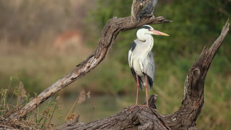 Graureihervogel-Steht-Auf-Baumholz-In-Südafrika