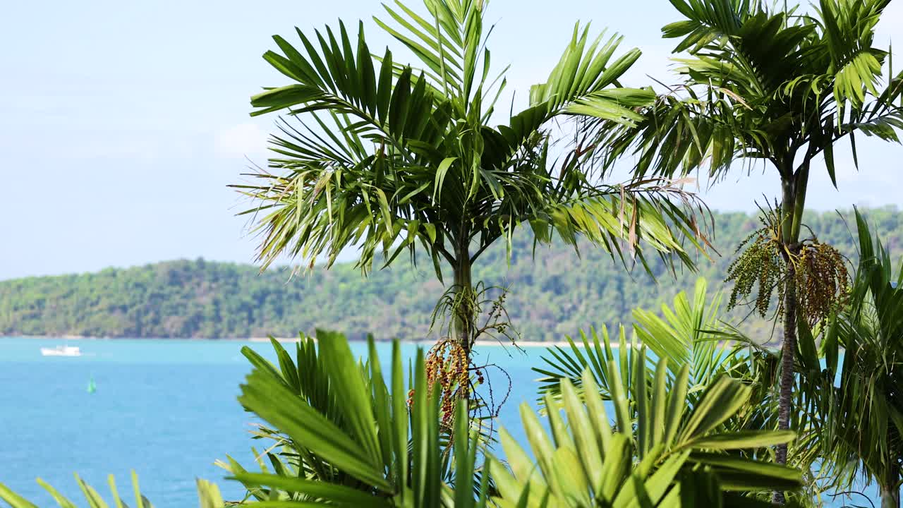 Palm trees sway gently against a vibrant blue ocean backdrop in Phuket, Thailand. Bright daylight enhances the lush greenery and serene seascape