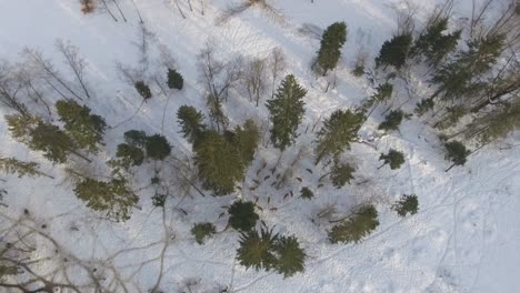 Una-Manada-De-Ciervos-Pasta-En-El-Bosque-En-Invierno