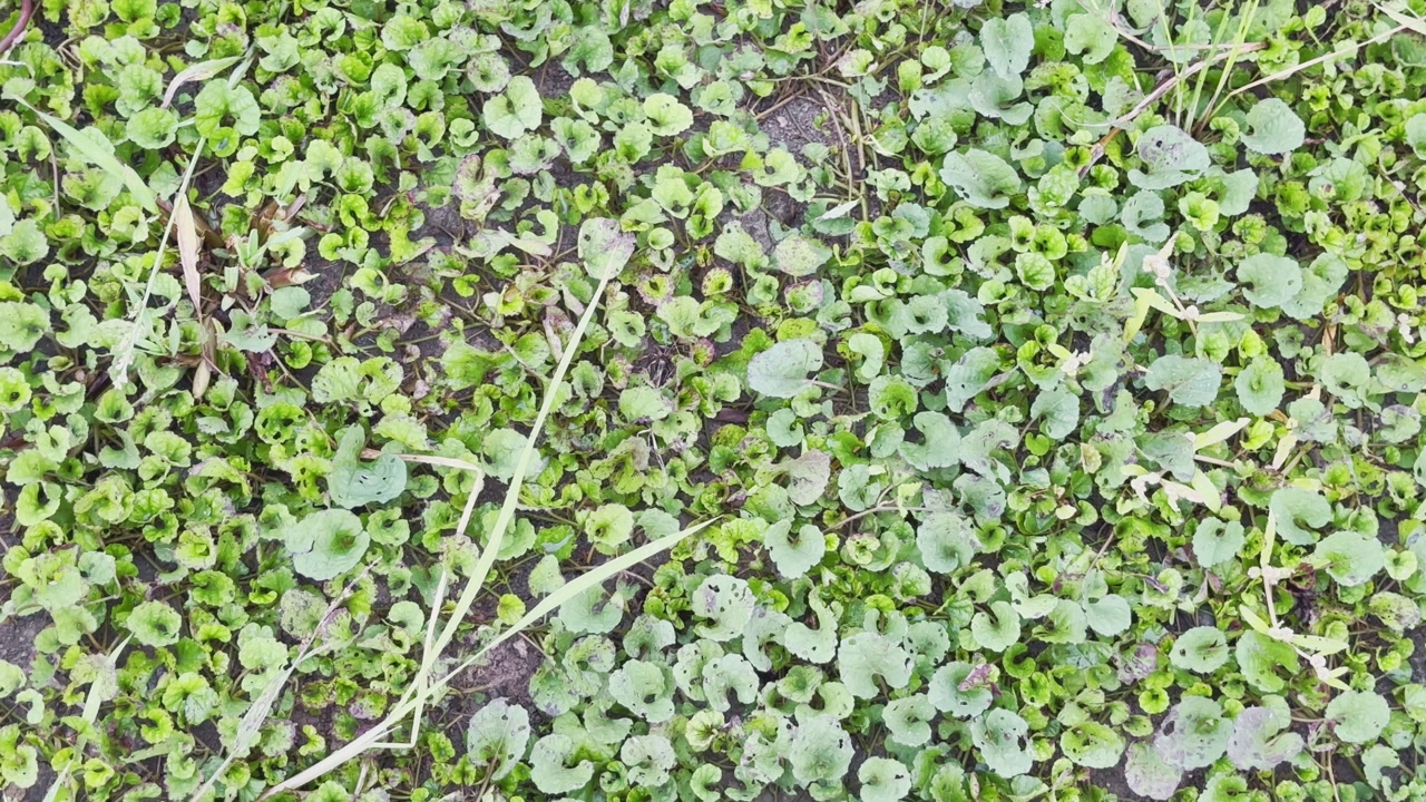 Static close-up shot of dense green ground vegetation with small rounded leaves covering wet soil.