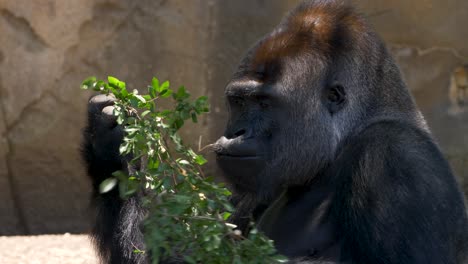 cámara lenta animal gorila espalda plateada comiendo rama planta para comida sydney taronga zoológico conservación nsw australia 4k