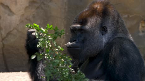 slow motion animal gorilla silverback eating branch plant for food sydney taronga zoo conservation nsw australia 4k