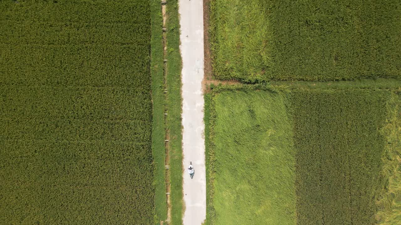 drone de arriba hacia abajo siguiendo a una persona en bicicleta que conduce por el camino en los campos de arroz