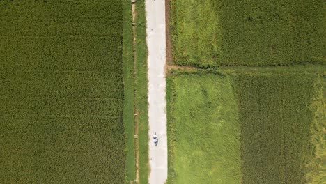 Top-down-drone-following-person-on-bike-driving-through-path-on-rice-fields