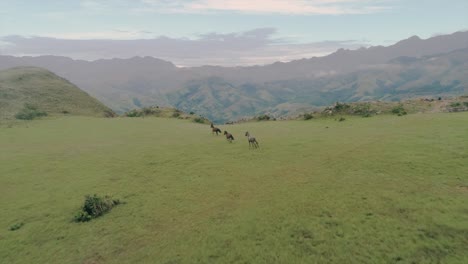 drone footage of three wild horses running at the top of a mountain with a beautiful landscape scenery