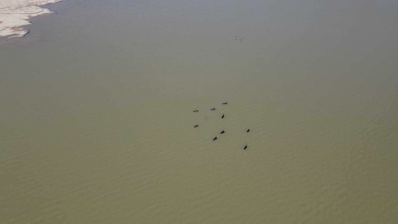 cormorán nadando en el estanque