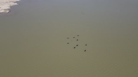 cormorant swimming in pond