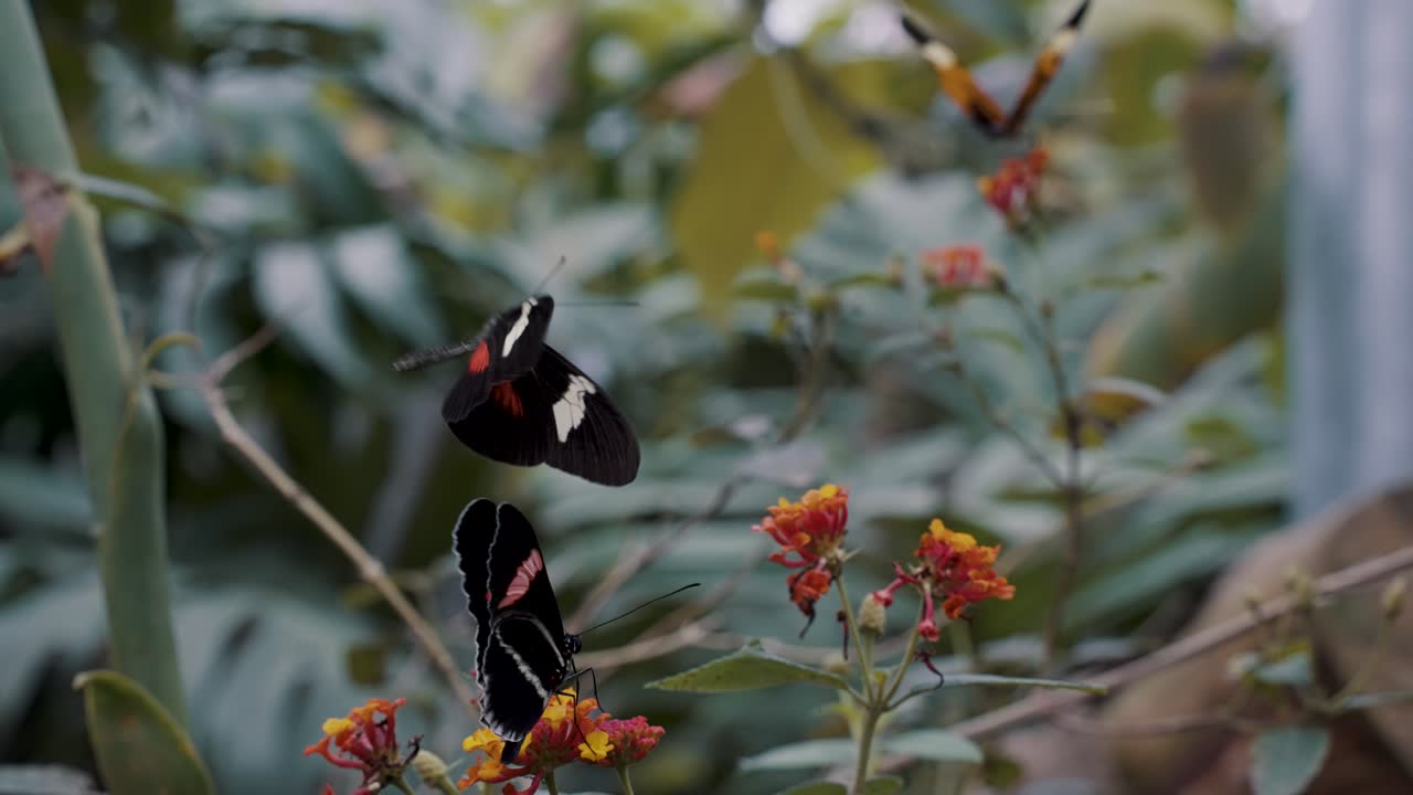 Farfalle Postino vicino ai fiori nel giardino - messa a fuoco selettiva