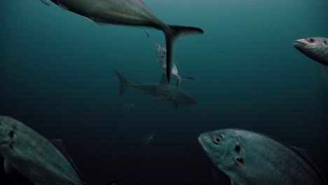 Gran-Tiburón-Blanco-Carcharodon-Carcharias-Islas-Neptuno-Sur-De-Australia-4k-Cámara-Lenta-50fps