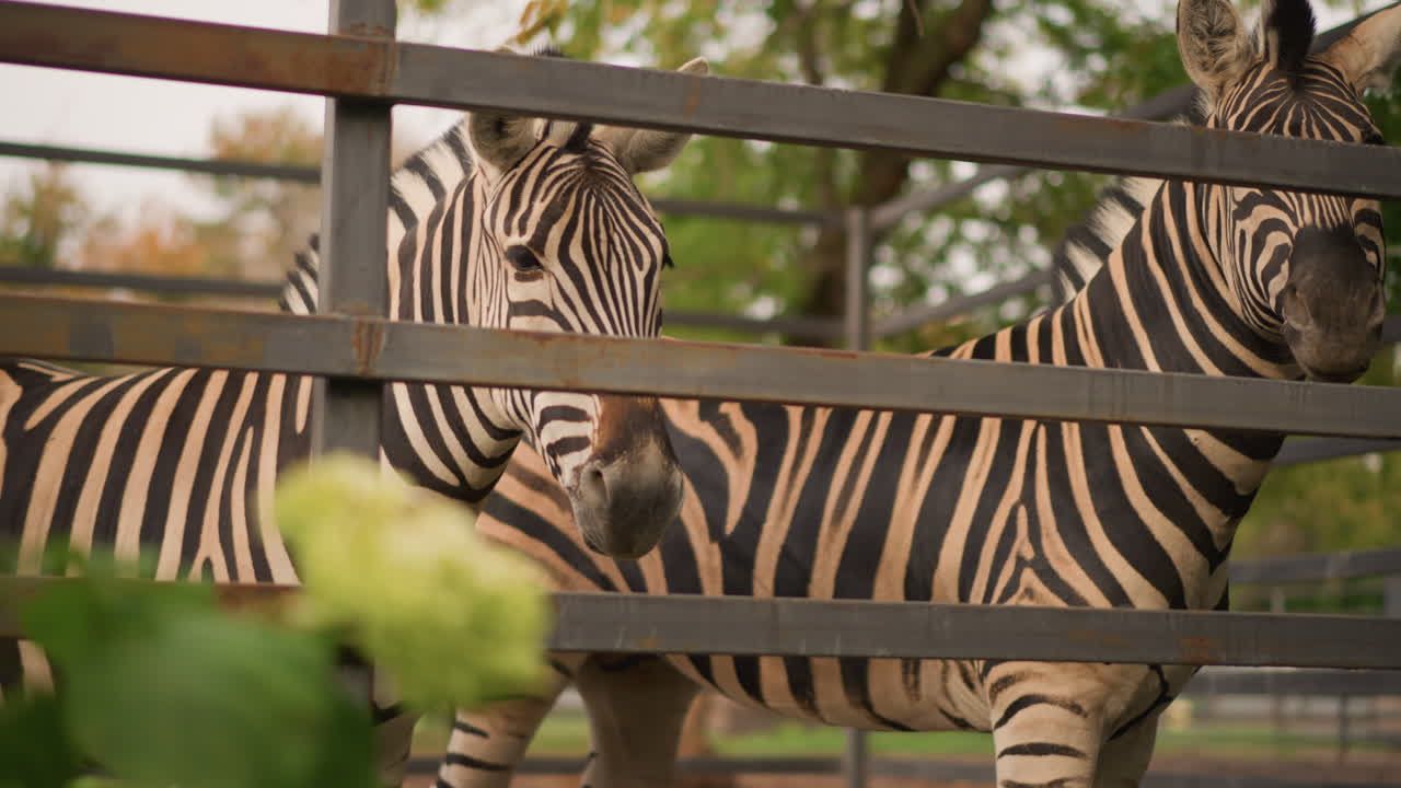 Due zebre dietro una staccionata in legno, tranquillo ritratto in uno zoo che mette in risalto le audaci strisce bianche e nere e lo sguardo ravvicinato attraverso le sbarre di metallo, la tenue luce del sole autunnale che filtra attraverso il fogliame, profondità di campo ridotta e delicata
