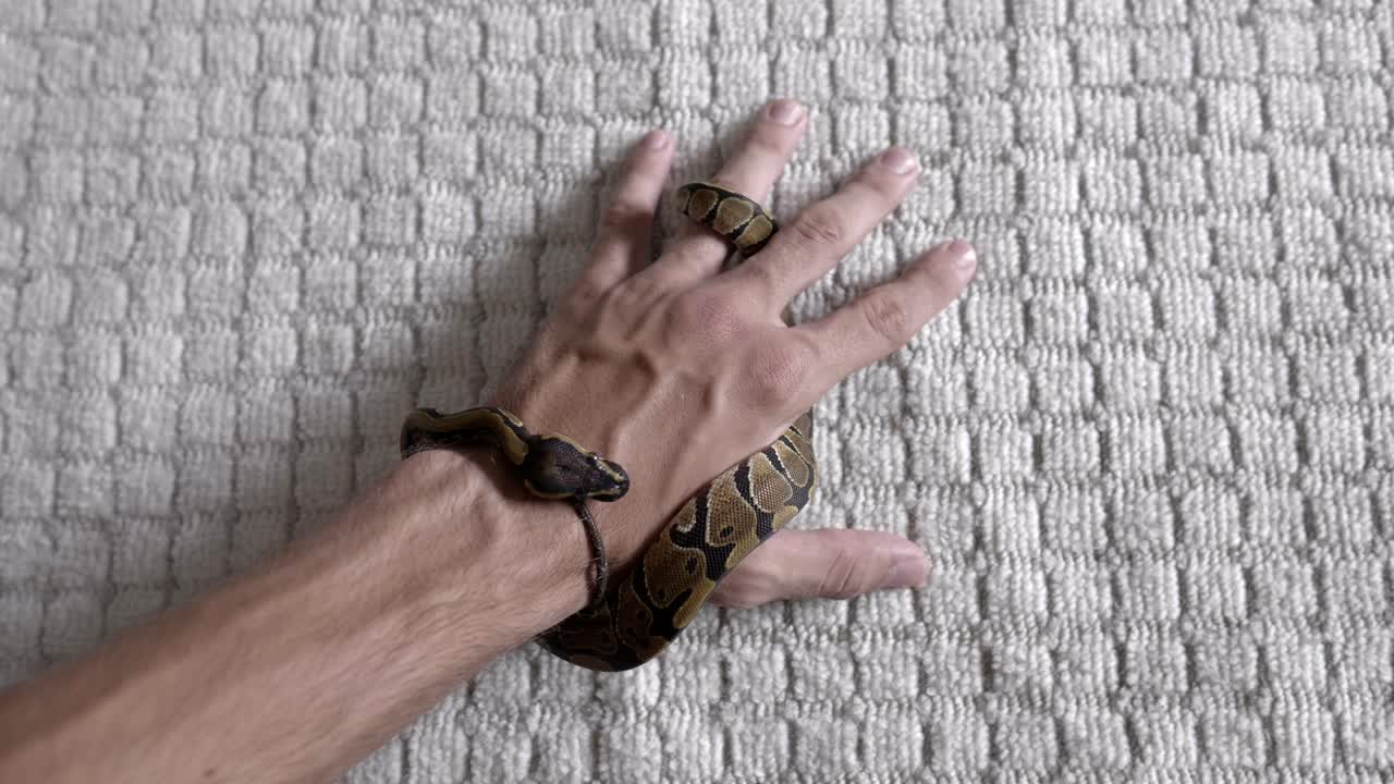 bebé phyton moviéndose alrededor de las manos