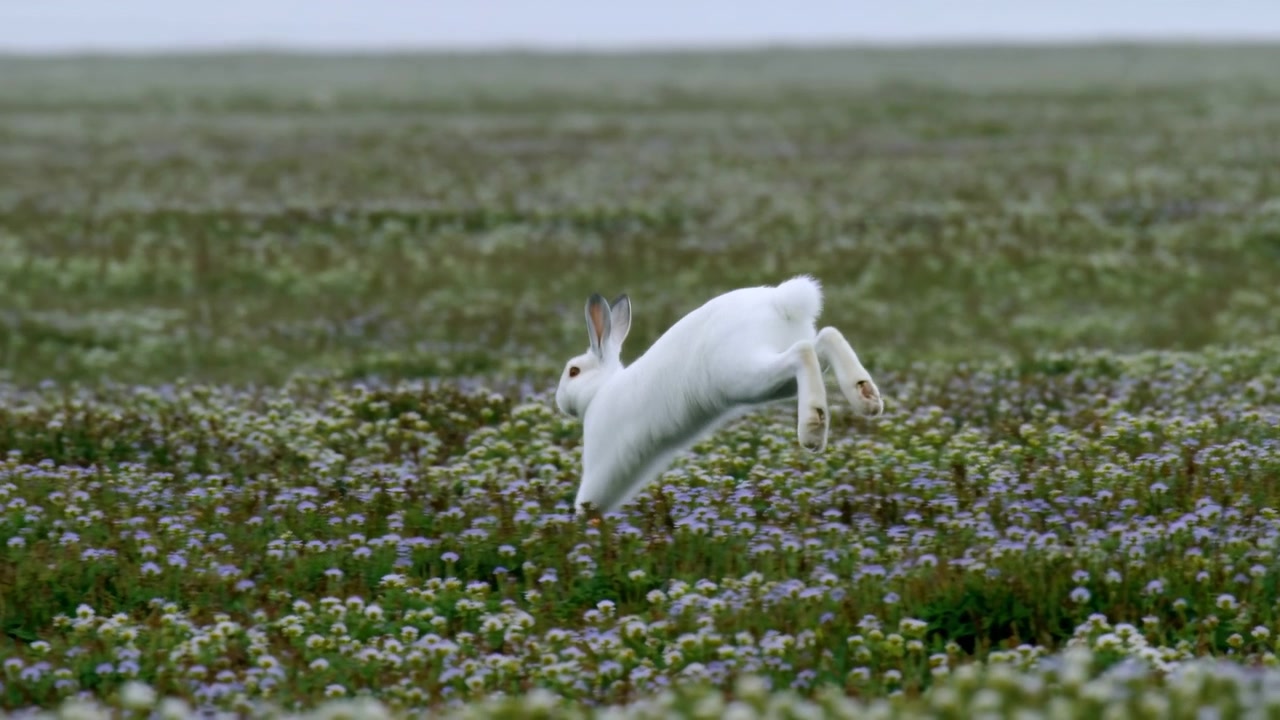 Hvit kanin beveger seg lavt over gresset på en vid eng med lilla og hvite villblomster under mykt overskyet lys, med oppreiste ører, utstrakte bakben, fluffy pels, i en rolig landlig setting.