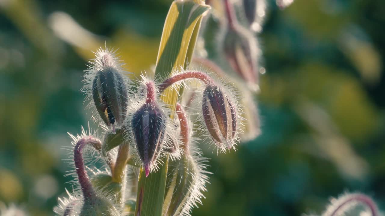 Gruppo di soffici boccioli verdi di borragine che crescono su uno stelo illuminati dalla vivace luce solare naturale. Vista ravvicinata della crescita di una pianta officinale.
