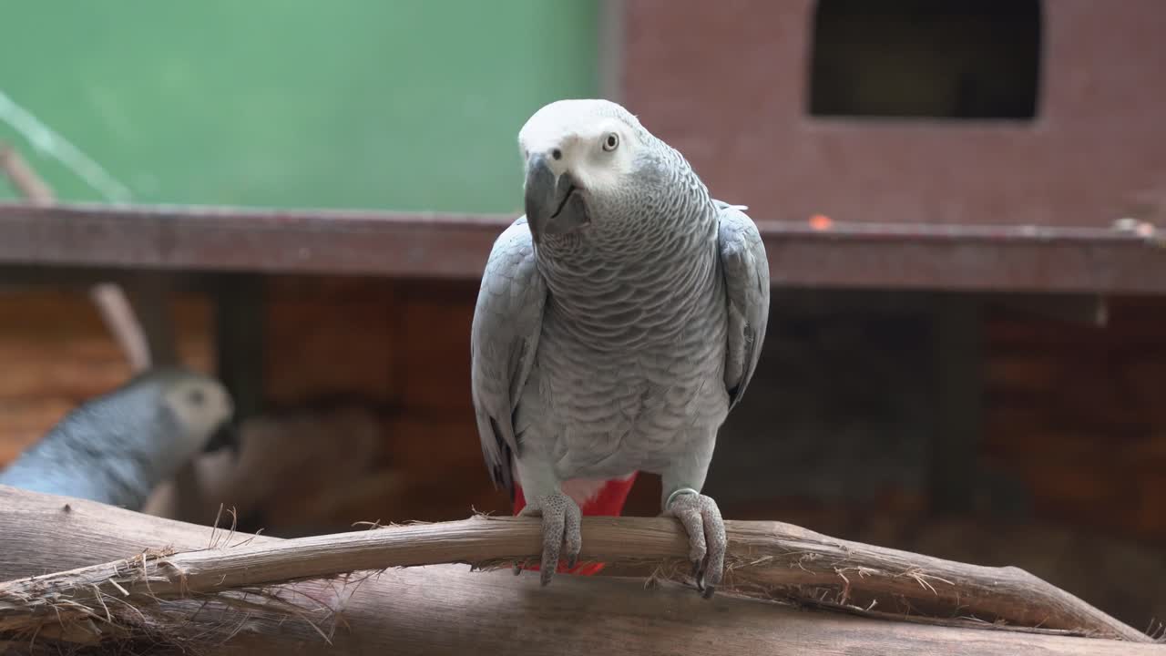 toma de primer plano de la vida silvestre de un loro gris africano congo de frente, psittacus erithacus caminando sobre el tronco de madera, mirando fijamente y mirando directamente a la cámara en el santuario de aves