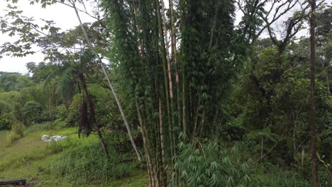 vista de un avión no tripulado de un bosque de árboles de bambú
