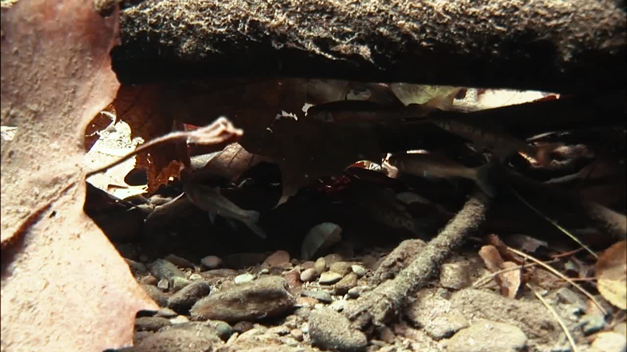 송어는 어린 송어를 먹고 강한 조류에서 시냇물에 피신합니다.