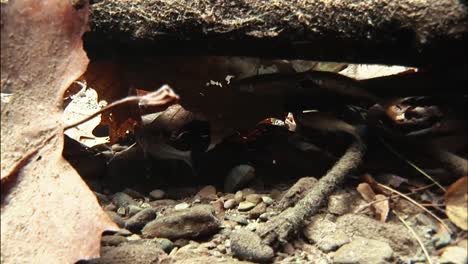 Trout-Take-Shelter-In-A-Brook-From-A-Strong-Current-Younger-Trout-Eat