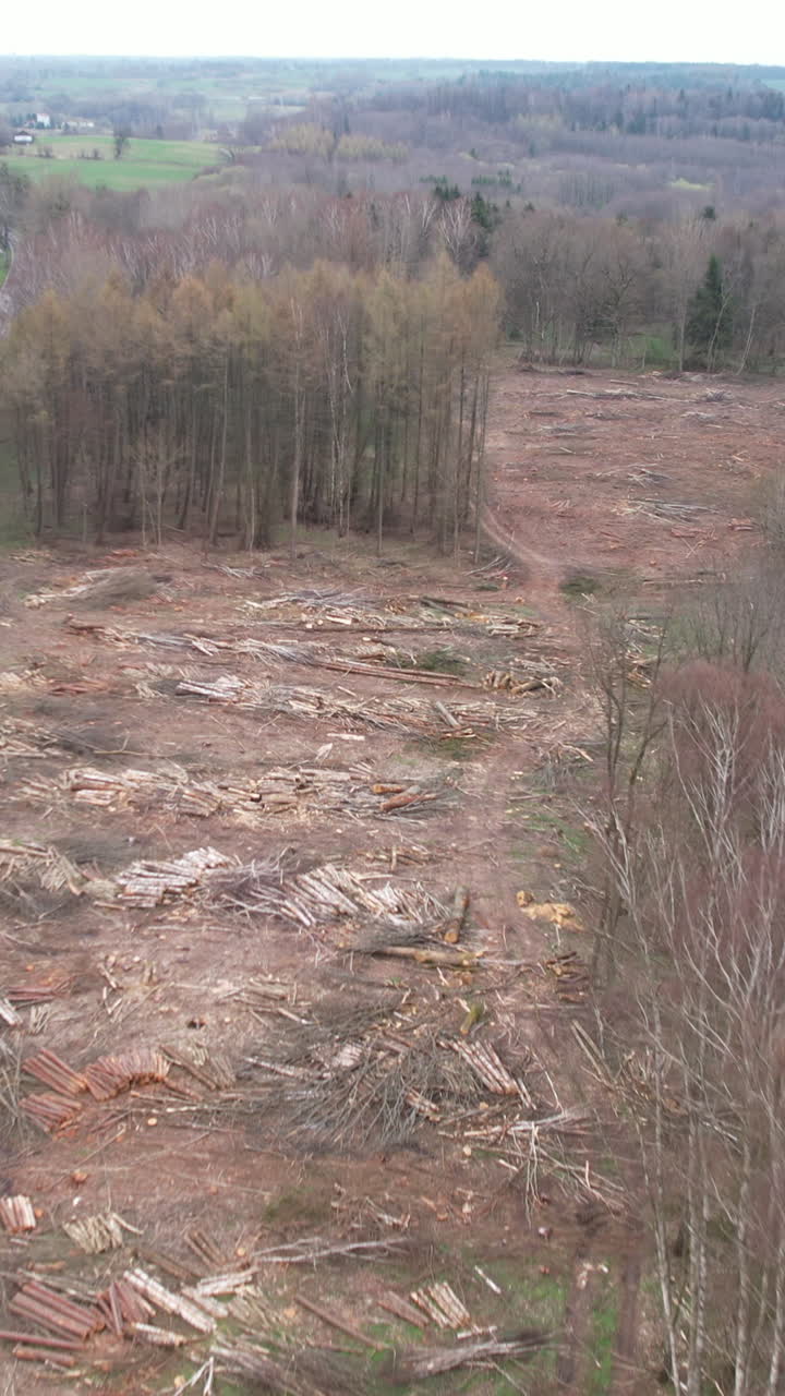 High angle drone shot showing extensive logging and stacked timber in a cleared forest area. Ideal for environmental impact or timber industry content