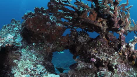 A-scuba-divers-view-of-a-colorful-coral-formation-rising-from-the-ocean-floor-surrounded-by-the-deep-blue-ocean-water