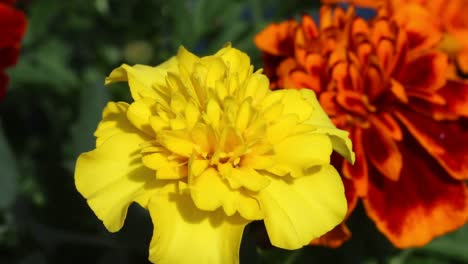 closeup of marigold flowers. british isles