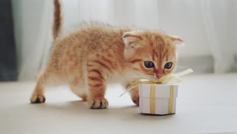 cute kitten received a gift, examines a box in a festive package